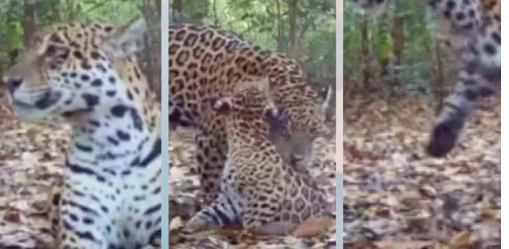  Avistamento de novas onças-pintadas em MT: votação para definir os nomes termina nesta segunda-feira (29).