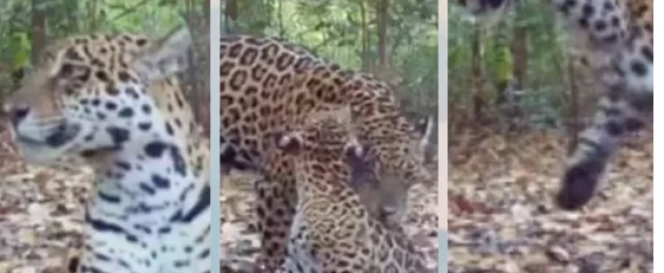  Avistamento de novas onças-pintadas em MT: votação para definir os nomes termina nesta segunda-feira (29).