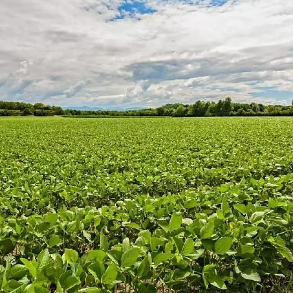 Grupo Zortea busca fôlego na Justiça com recuperação judicial milionária Grupo Zortea busca fôlego na Justiça com recuperação judicial milionária