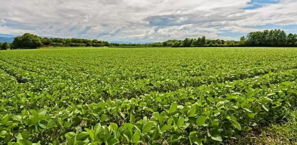  Grupo Zortea busca fôlego na Justiça com recuperação judicial milionária