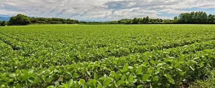  Grupo Zortea busca fôlego na Justiça com recuperação judicial milionária