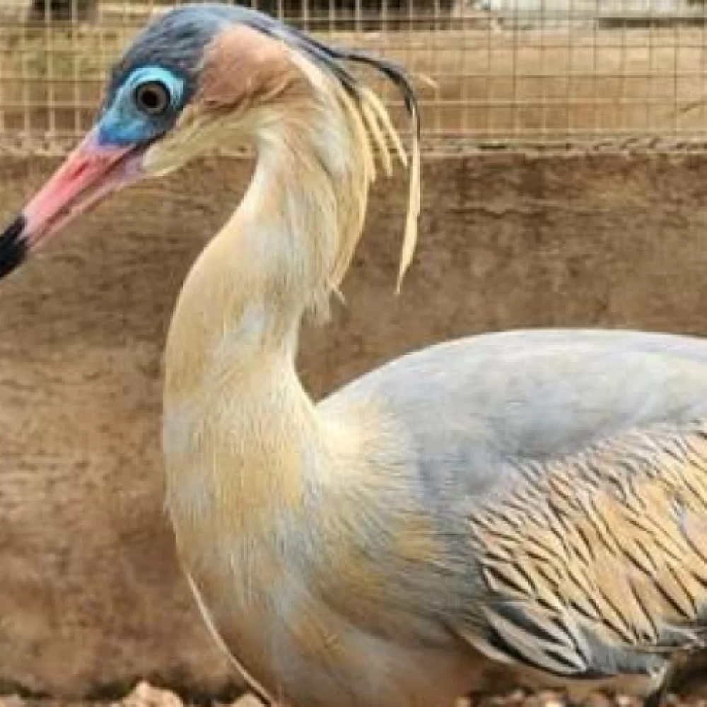  Guarda de animais silvestres está aberta permanentemente.
