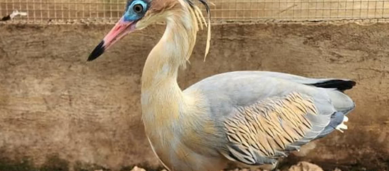  Guarda de animais silvestres está aberta permanentemente.