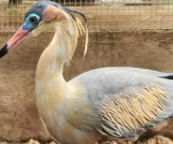  Guarda de animais silvestres está aberta permanentemente.