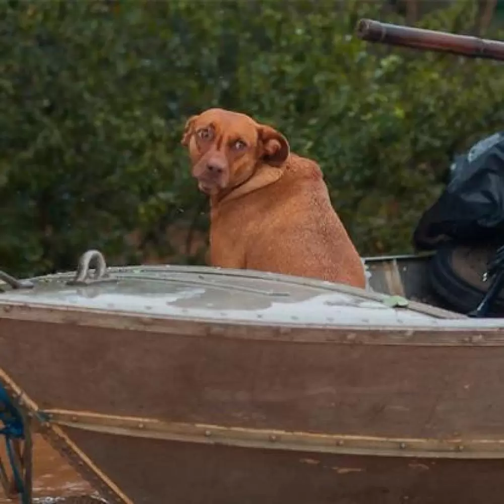 Nova lei obriga resgate de animais em enchentes e queimadas Nova lei obriga resgate de animais em enchentes e queimadas