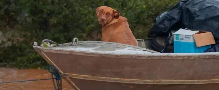  Nova lei obriga resgate de animais em enchentes e queimadas