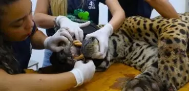  Onça que atacou caseiro: saiba onde felino está sendo monitorado