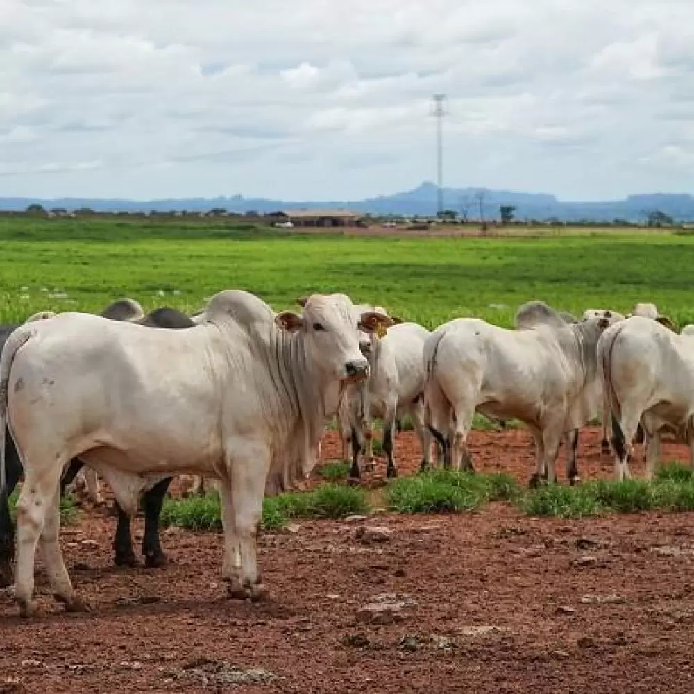  Pecuária em Mato Grosso deve movimentar R$ 42,1 bilhões em 2026 e crescer 6,8%