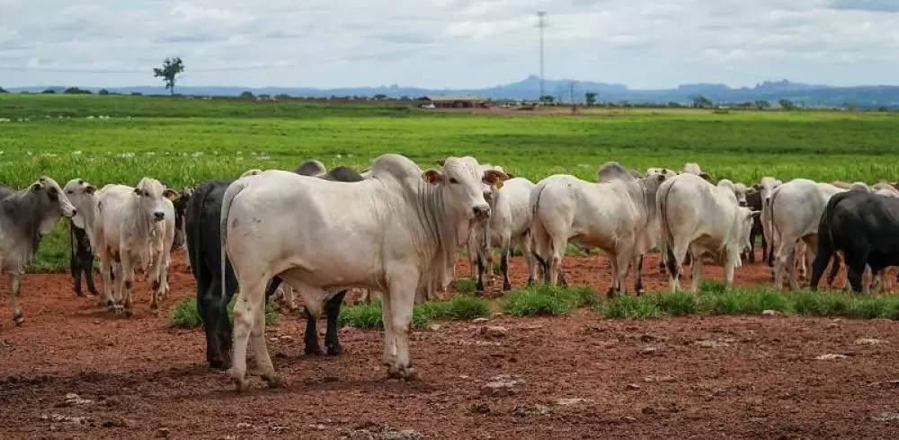  Pecuária em Mato Grosso deve movimentar R$ 42,1 bilhões em 2026 e crescer 6,8%
