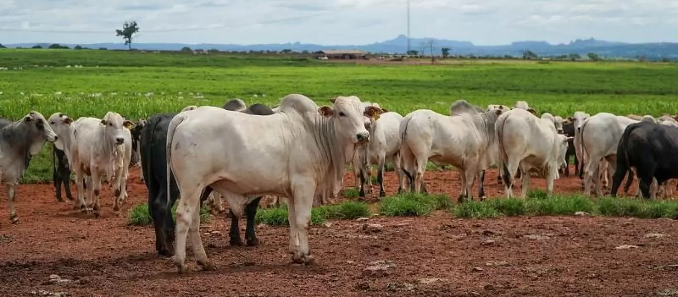  Pecuária em Mato Grosso deve movimentar R$ 42,1 bilhões em 2026 e crescer 6,8%