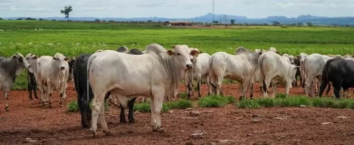 Pecuária em Mato Grosso deve movimentar R$ 42,1 bilhões em 2026 e crescer 6,8% Pecuária em Mato Grosso deve movimentar R$ 42,1 bilhões em 2026 e crescer 6,8%