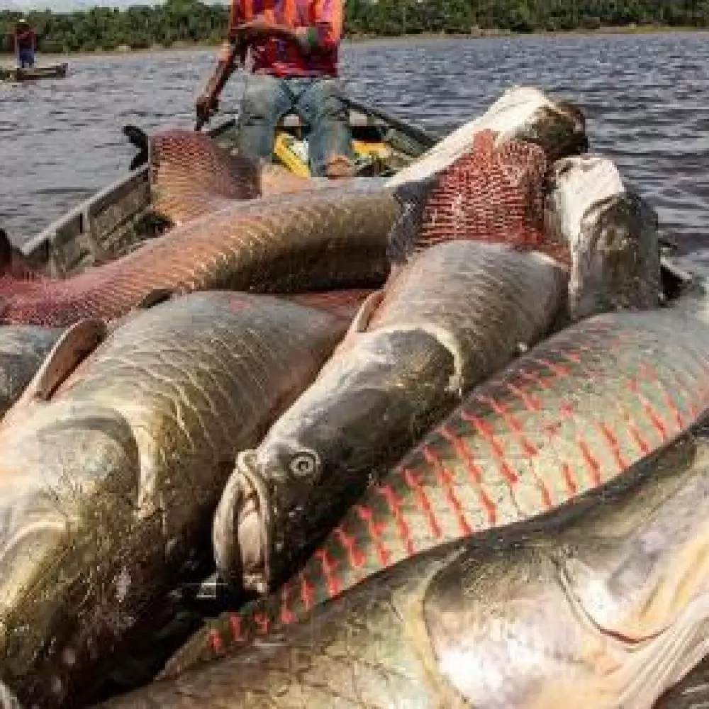 Pirarucu pode ser abatido sem limite em MT Pirarucu pode ser abatido sem limite em MT