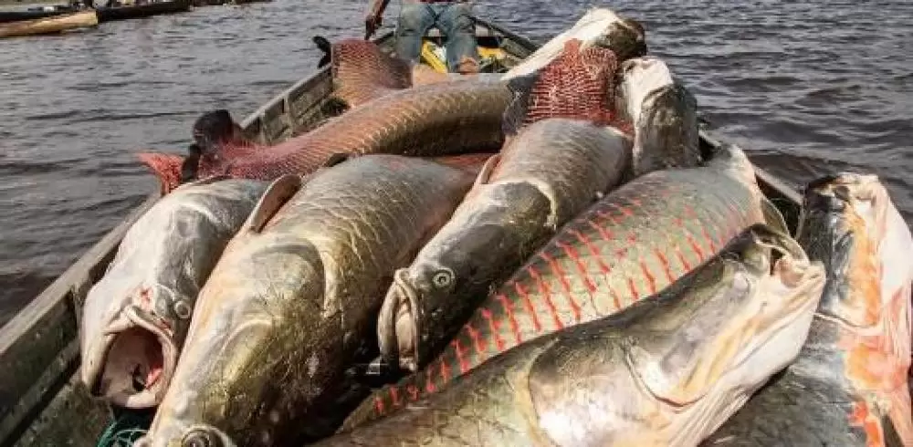  Pirarucu pode ser abatido sem limite em MT