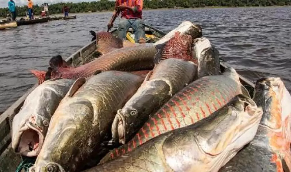  Pirarucu pode ser abatido sem limite em MT