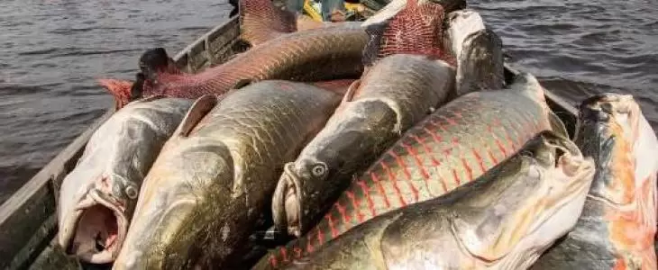  Pirarucu pode ser abatido sem limite em MT