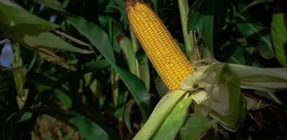 Preços do milho recuam 23% em três meses com melhora da oferta e câmbio valorizado Preços do milho recuam 23% em três meses com melhora da oferta e câmbio valorizado