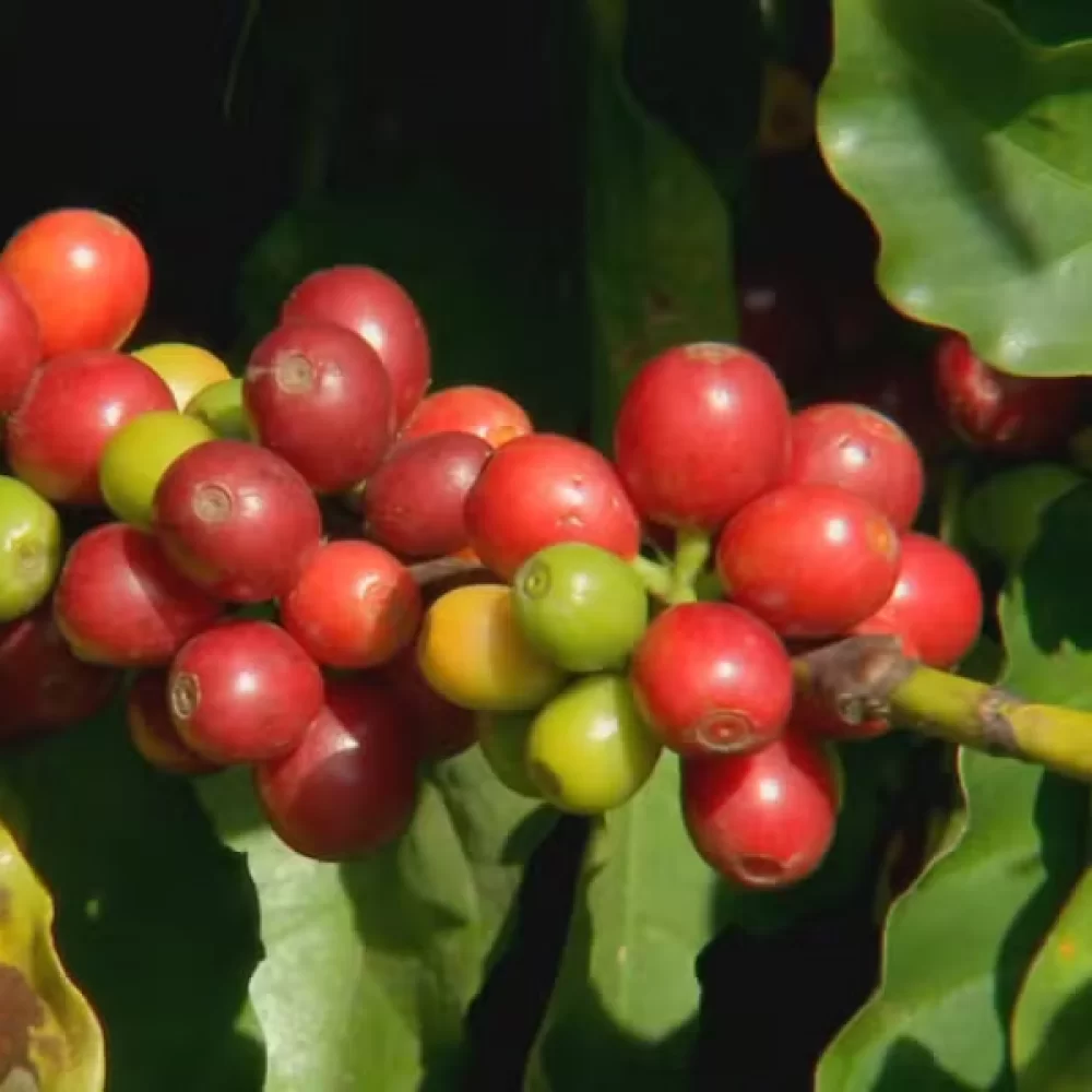  Produtores de café investem na produção de cafés especiais para agregar valor ao produto e conquistar novos mercados.