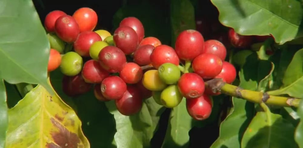 Produtores de café investem na produção de cafés especiais para agregar valor ao produto e conquistar novos mercados. Produtores de café investem na produção de cafés especiais para agregar valor ao produto e conquistar novos mercados.