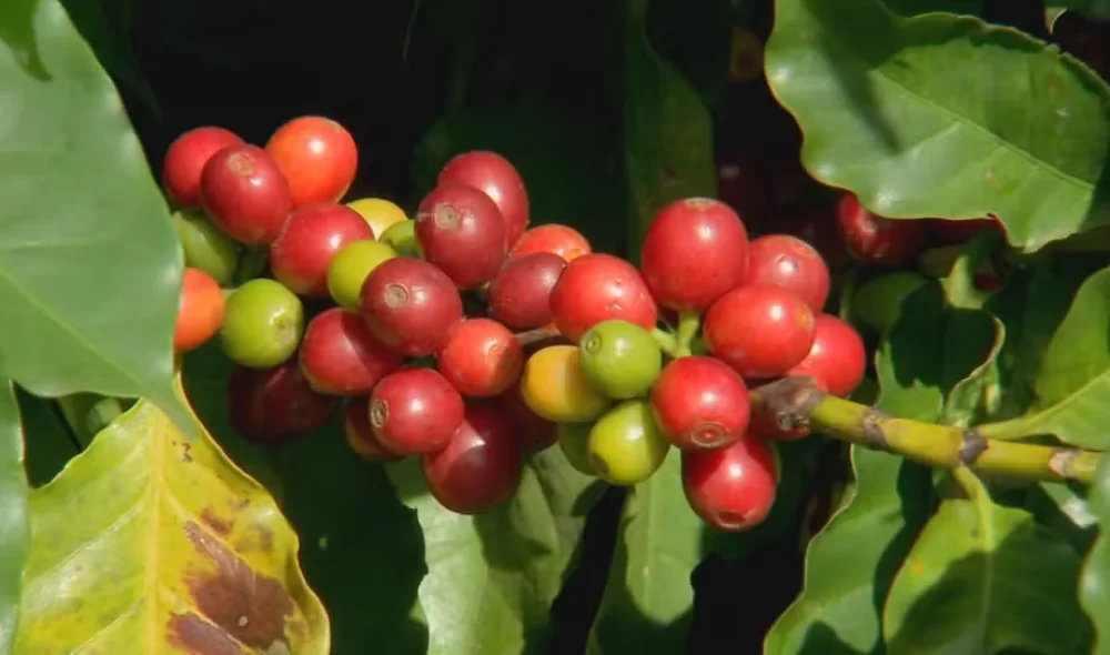  Produtores de café investem na produção de cafés especiais para agregar valor ao produto e conquistar novos mercados.