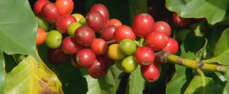  Produtores de café investem na produção de cafés especiais para agregar valor ao produto e conquistar novos mercados.